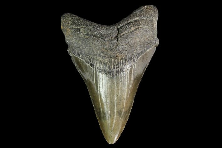 Serrated, Juvenile Megalodon Tooth - Georgia #142345